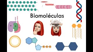 Biomoléculas carbohidratos lípidos proteínas y ácidos nucleicos [upl. by Almira]