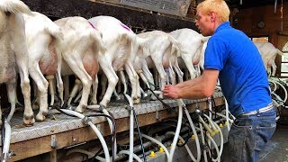 Milking Goats  Goat Farm in Holland [upl. by Ashti]