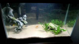 20g African Cichlid Aquarium [upl. by Nemrak471]