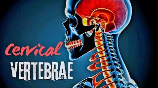 Cervical Vertebrae Explained Structure and Adaptations I Atlas amp Axis [upl. by Fulcher593]