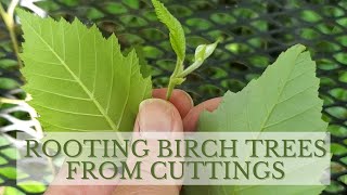 How to Propagate Birch Trees through Cuttings Rooting Birch Trees [upl. by Armat917]