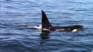 4224 Orca Predation on Minke Whale [upl. by Mikeb]