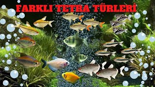 XRay Pristella Tetra Care and Breeding [upl. by Bish638]