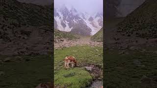 stunning views of nanga parbat from nangaparbatbasecamp ruppal gilgitbaltistan pakistan [upl. by Pius]