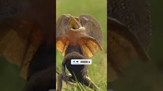 Frilled neck lizard science sciencefacts facts [upl. by Inger130]