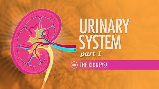 Urinary System Part 1 Crash Course Anatomy amp Physiology 38 [upl. by Alyehs]