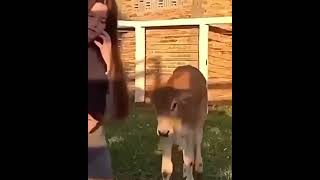 Funny Animal Videos 2024 Funny Animals 20240929 shorts [upl. by Noe]