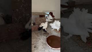 Male pigeons fighting ✨🥲 ytshorts youtubeshorts trending viral pigeon fantailpigeon funny [upl. by Mochun591]