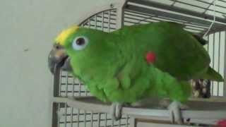 Amazon Parrot Sings Opera Pavarotti [upl. by Durrej]