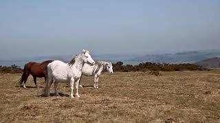 Mike Oldfield Hergest Ridge 1 Part [upl. by Yleve]