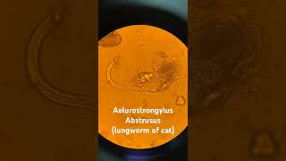 Aelurostrongylus Abstrusus lungworm of cat veternarian veterinarymedicine lungwormcats [upl. by Niall120]