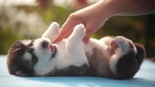 Huskies Being Dramatic amp Weird For 8 Minutes  Funny and Cute Husky Puppies [upl. by Pega]