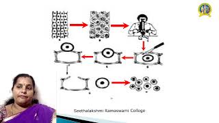 ISOLATION OF PROTOPLASTMsTVinothiniDept of Biotechnology [upl. by Ecnarrot614]