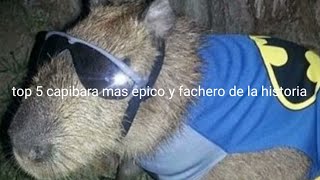 TOP 5 CAPIBARAS MAS EPICOS y FACHEROS de la HISTORIA [upl. by Adoh]