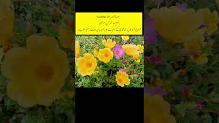 Quran urdu translation surah al zumar quran islam ytshorts islamic whatsappstatus motivation [upl. by Idnahr]