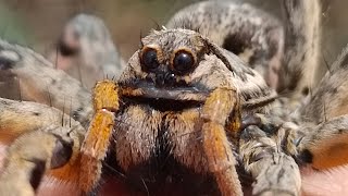 Tarántula ibérica lycosa hispánica un lobo cazador [upl. by Sharp562]