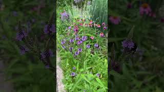 Verbena hastata Blue Vervain is the prettiest in the garden now 🐝 [upl. by Zashin806]