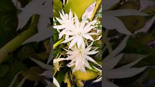 Epiphyllum pumilum [upl. by Moia]