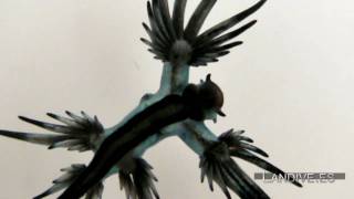 LANDIVEES  Glaucus Atlanticus  Video Atlas  dragón azul Canarias [upl. by Serg]