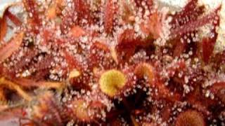 Drosera prolifera  Sundew Carnivorous Plant [upl. by Seif773]