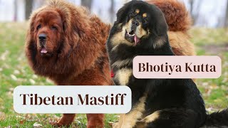 Everything you need to know about Tibetan Mastiff  Bhotiya Kutta [upl. by Akessej]