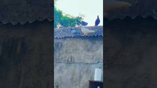 Jangali Kabutar😱😱 snake budgey vlog parrort minivlog budgries funny animals ytshorts [upl. by Diana157]