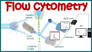 Flow cytometry  basic principles  What the use of flow cytometry   Cell sorting by FACS [upl. by Nawyt]