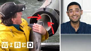 Scientist Explains Viral Fish Cannon Video  WIRED [upl. by Macnamara]