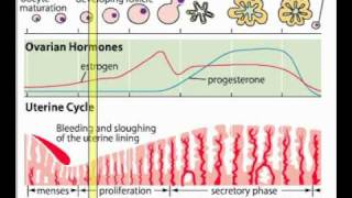 ovarian cycle [upl. by Aicella]