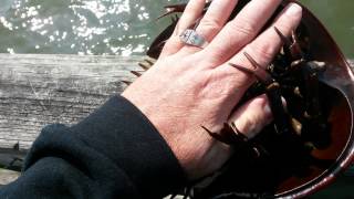 Can Horseshoe crabs hurt you Horseshoe crab attack watch my hand [upl. by Wanfried44]