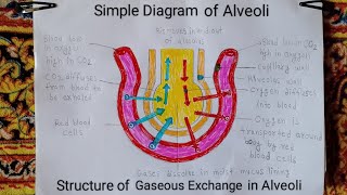 How to draw gaseous exchange in alveoli Simple diagram of alveoli step by step alveoli diagram [upl. by Ecirtaeb]