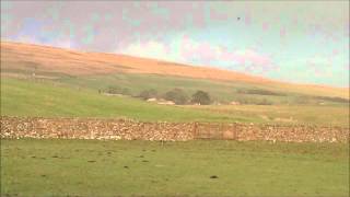 Spring Lapwings acrobatic flying [upl. by Kemble]