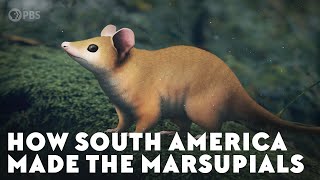 How South America Made the Marsupials [upl. by Eusoj371]