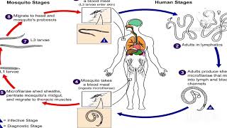 Wuchereria bancrofti  bsc 1st sem fyugp csirnet parasitology lifescience ppt zoology [upl. by Ehcor]