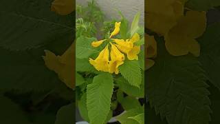 Tecoma Stans are blooming 😍 😍tecoma flowers blooming garden shorts share subscribe YouTube [upl. by Eissahc]