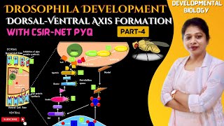 Drosophila Development4 Dorsal Ventral Axis Formation Drosophila  Developmental Biology CSIR NET [upl. by Askwith]