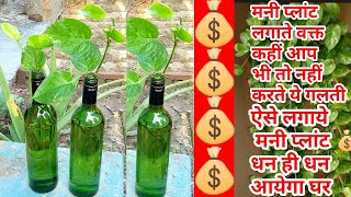 How to grow money plant into bottle•5 tips to grow moneyplantपानी में मनी प्लांट लगाने का सही तरीका [upl. by Llerdnod344]