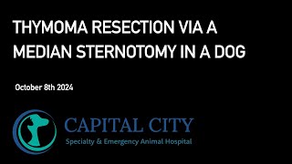 Thymoma Resection via Median Sternotomy in a Dog 20241008 [upl. by Saville]