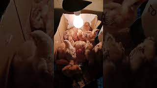 RHODE ISLAND RED CHICKS chickenfarming heritagechickenfarming [upl. by Ezequiel]