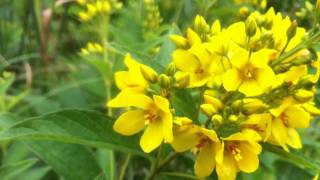 Garden Loosestrife Lysimachia Vulgaris  20120714 [upl. by Anhavas535]