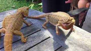 Bearded Dragons Fighting HD Slo Mo [upl. by Lleinad]