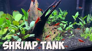 HOW TO Planted Red Cherry Shrimp Breeding Tank [upl. by Bernadette]