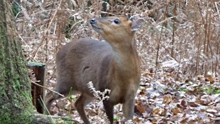 Muntjac Deer Bark amp Forage [upl. by Primrosa]