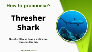 How to pronounce Thresher Shark in English correctly [upl. by Friedly]