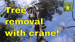 Tree surgeons conifer tree removal with crane [upl. by Arondel]