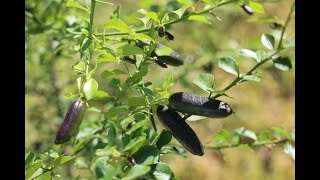 Australian Finger Lime  Fruit Taste Test and Tree Review San Diego CA May 2021 [upl. by Beberg115]