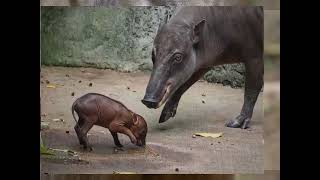 Babirusa An Ancient and Endemic Species [upl. by Acinnod]