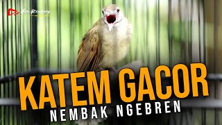 MASTERAN KAPAS TEMBAK GACOR NEMBAK NGEBREN [upl. by Ignazio954]