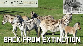 Is It Possible to Bring Extinct Animals Back from the Dead  The Quagga Project [upl. by Rich]