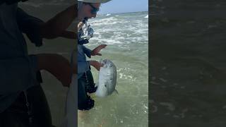 Jack Crevalle on The Beach [upl. by Zosi]